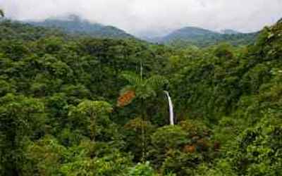 Belize Rain Forest